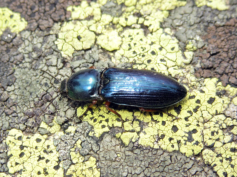 Elateridae: Selatosomus aeneus ??  S !